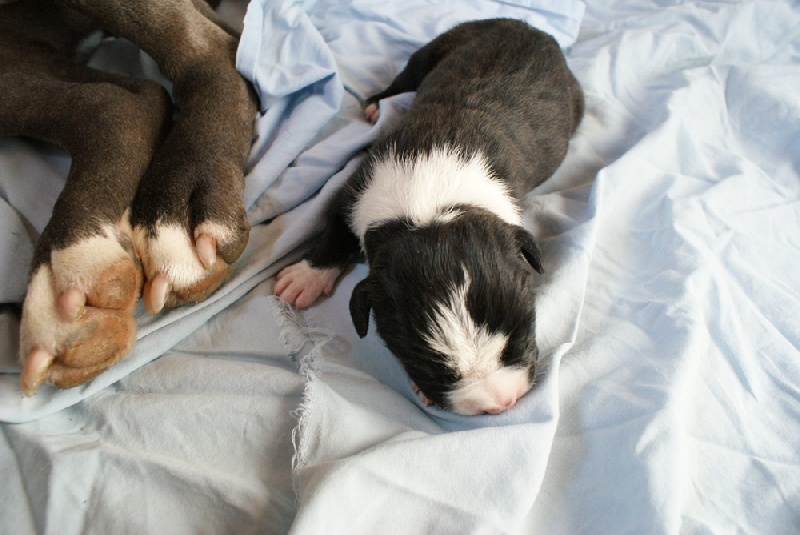 des valeureuses gargouilles - American Staffordshire Terrier - Portée née le 23/06/2009
