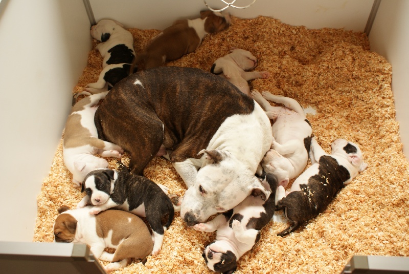 des valeureuses gargouilles - American Staffordshire Terrier - Portée née le 03/09/2013