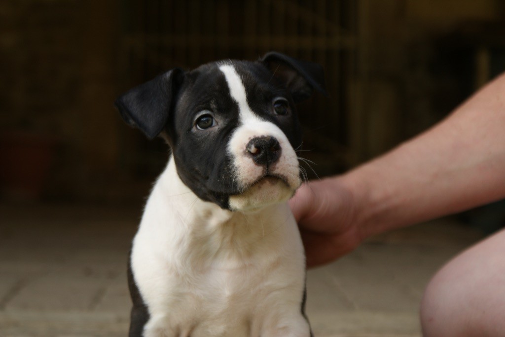 des valeureuses gargouilles - American Staffordshire Terrier - Portée née le 13/02/2017